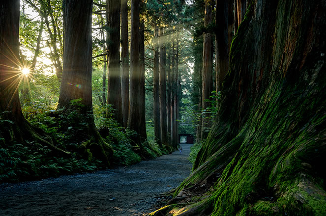神秘的な雰囲気に包まれる。樹齢約400年を超える杉並木の参道